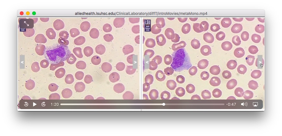 heme4.jpg